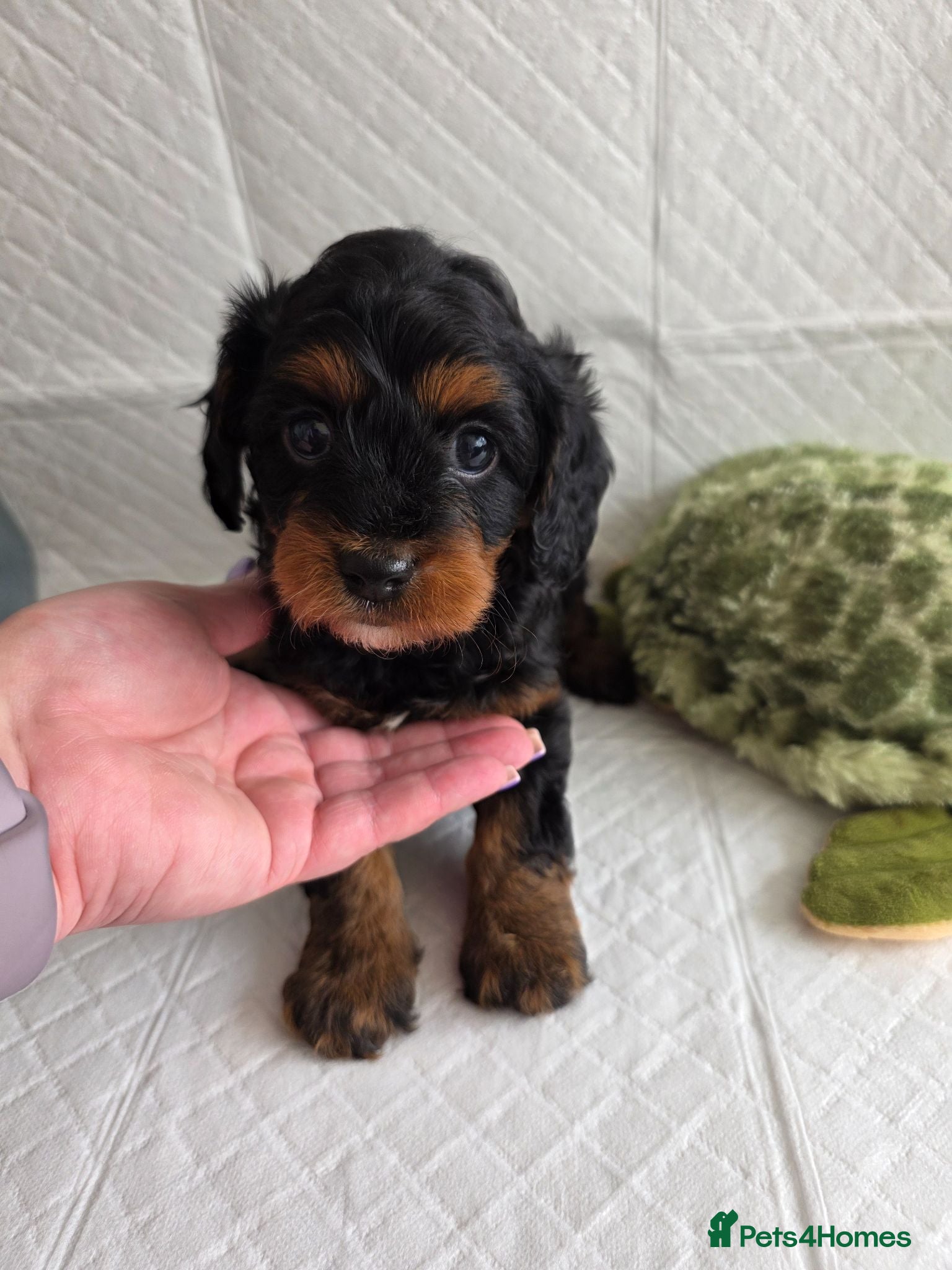 Cavapoo dogs ⭐💗Beautiful Cavapoo Girl💗⭐ - Advert 2