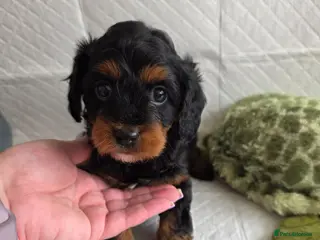 Cavapoo dogs ⭐💗Beautiful Cavapoo Girl💗⭐ - Advert 2