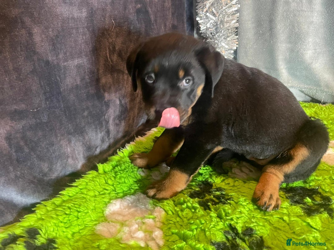 Rottweiler dogs for sale: Rottweiler Puppies  - Advert 12