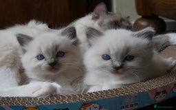 Ragdoll cats for sale: Little boy is looking for a forever home  - Image 4