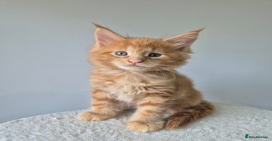 Maine Coon cats - Advert 8