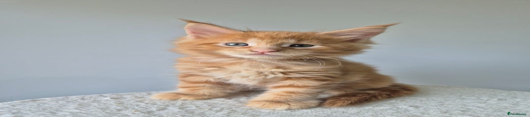 Maine Coon Kitten 1