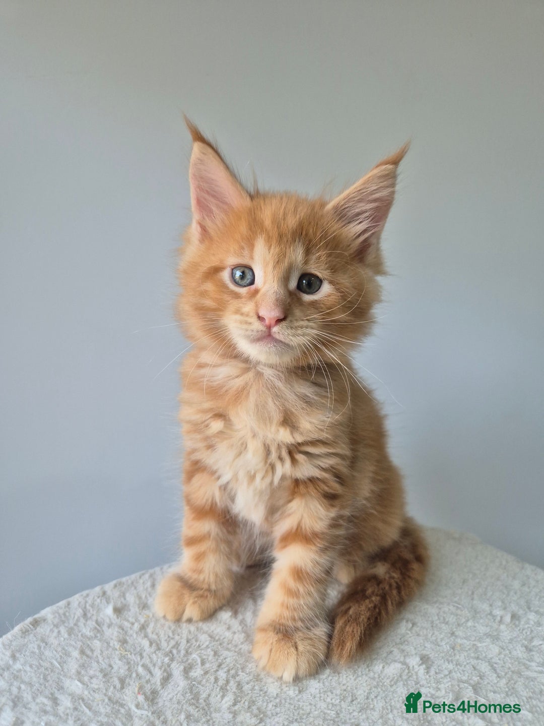 Maine Coon cats for sale: 6 TICA-Registered Maine Coon Kittens Available - Image 3
