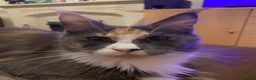 Maine Coon cats for sale: Mainecoon Queen  - Advert 3