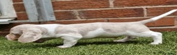 Miniature Dachshund dogs for stud: BLUE DAPPLE PIEBALD STUD CARRYING LONG HAIR CHOCO in Liverpool - Advert 34