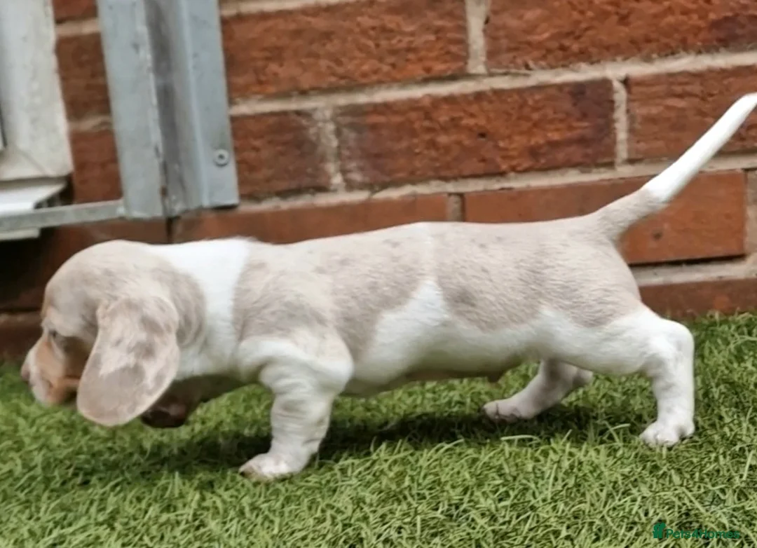 Miniature Dachshund dogs for stud: BLUE DAPPLE PIEBALD STUD CARRYING LONG HAIR CHOCO in Liverpool - Advert 34