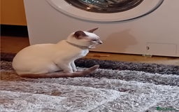 Siamese cats for sale: Siamese kittens - Image 3