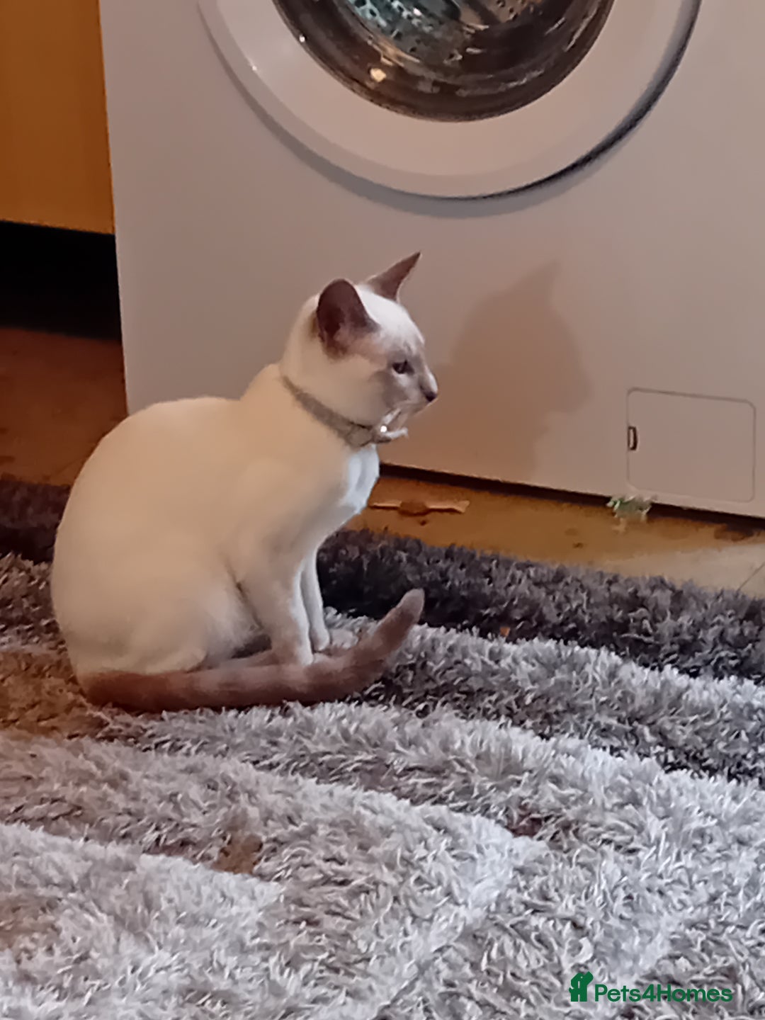 Siamese cats for sale: Siamese kittens - Image 3