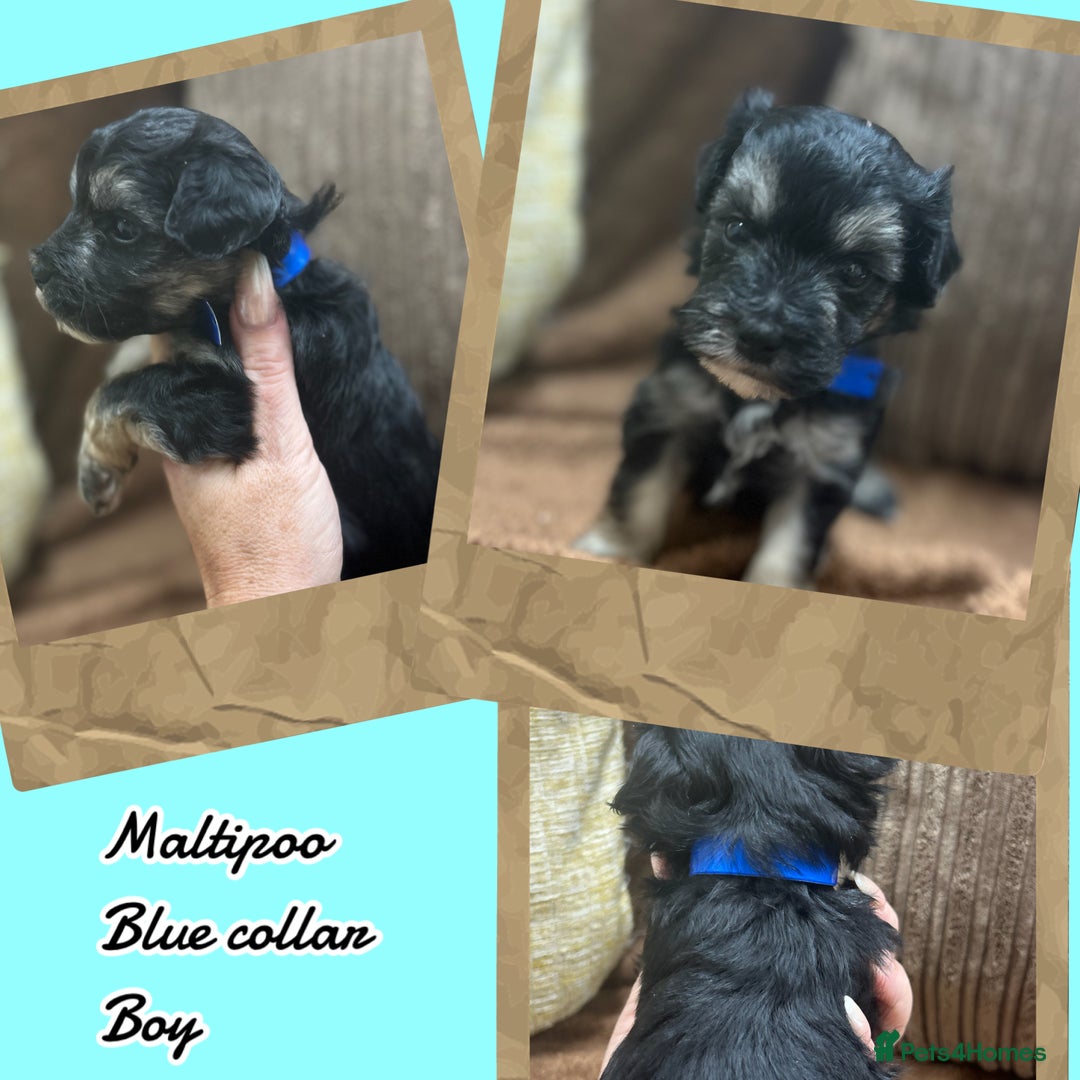 Maltipoo dogs for sale: Fully dna tested Maltipoos  - Image 4