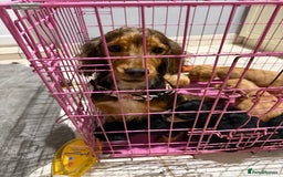 Cocker Spaniel dogs for sale: Cocker spaniel puppies for sale  - Image 5