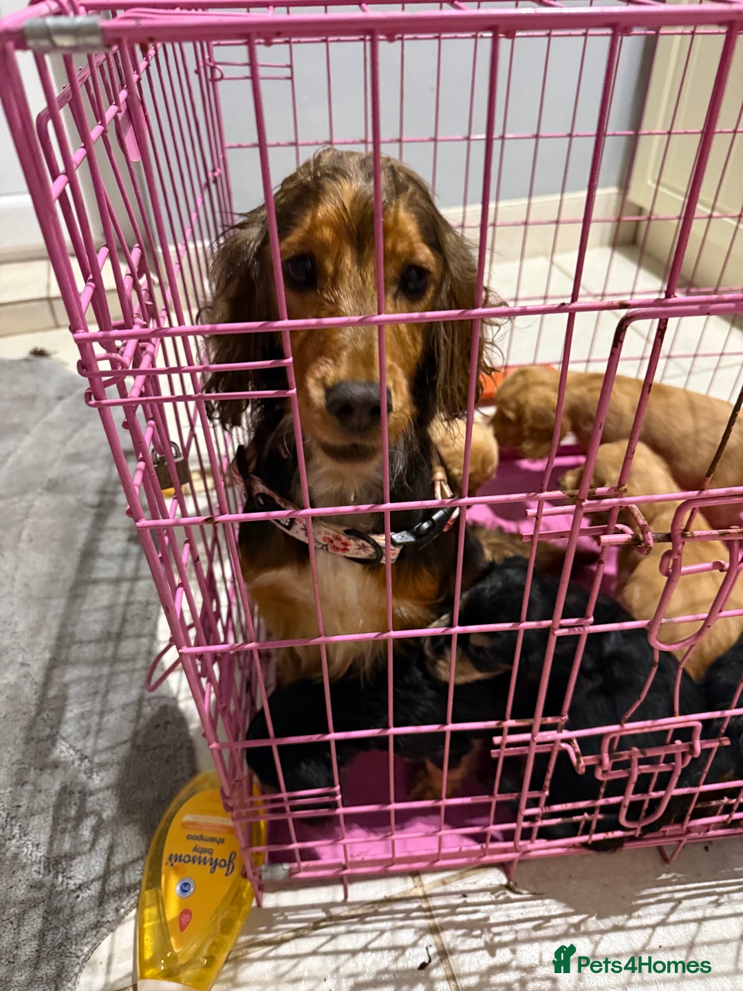 Cocker Spaniel dogs for sale: Cocker spaniel puppies for sale  - Image 5