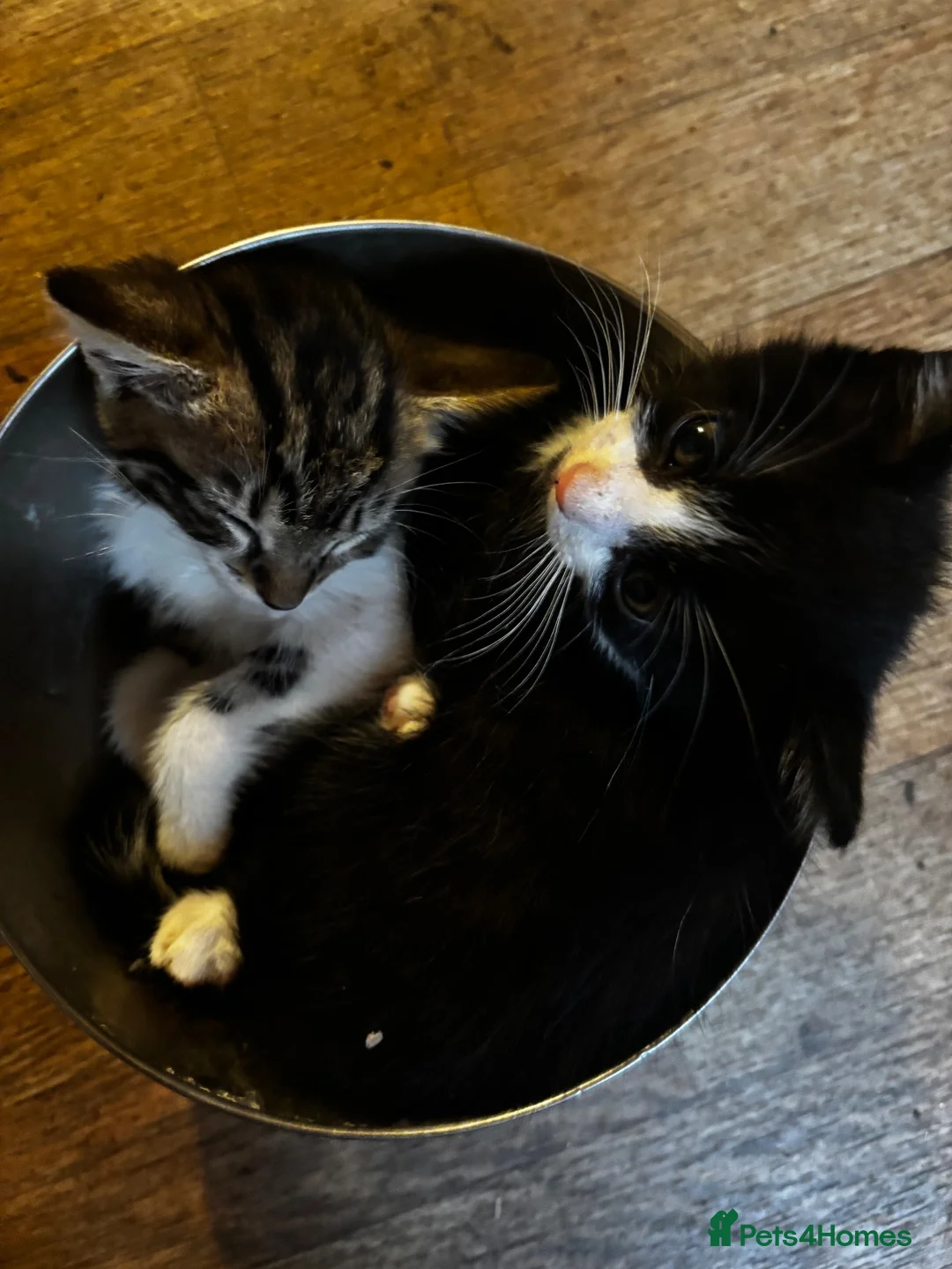 Mixed Breed dogs for sale: 4 beautiful girl kittens ready now  in Biggleswade - Advert 2