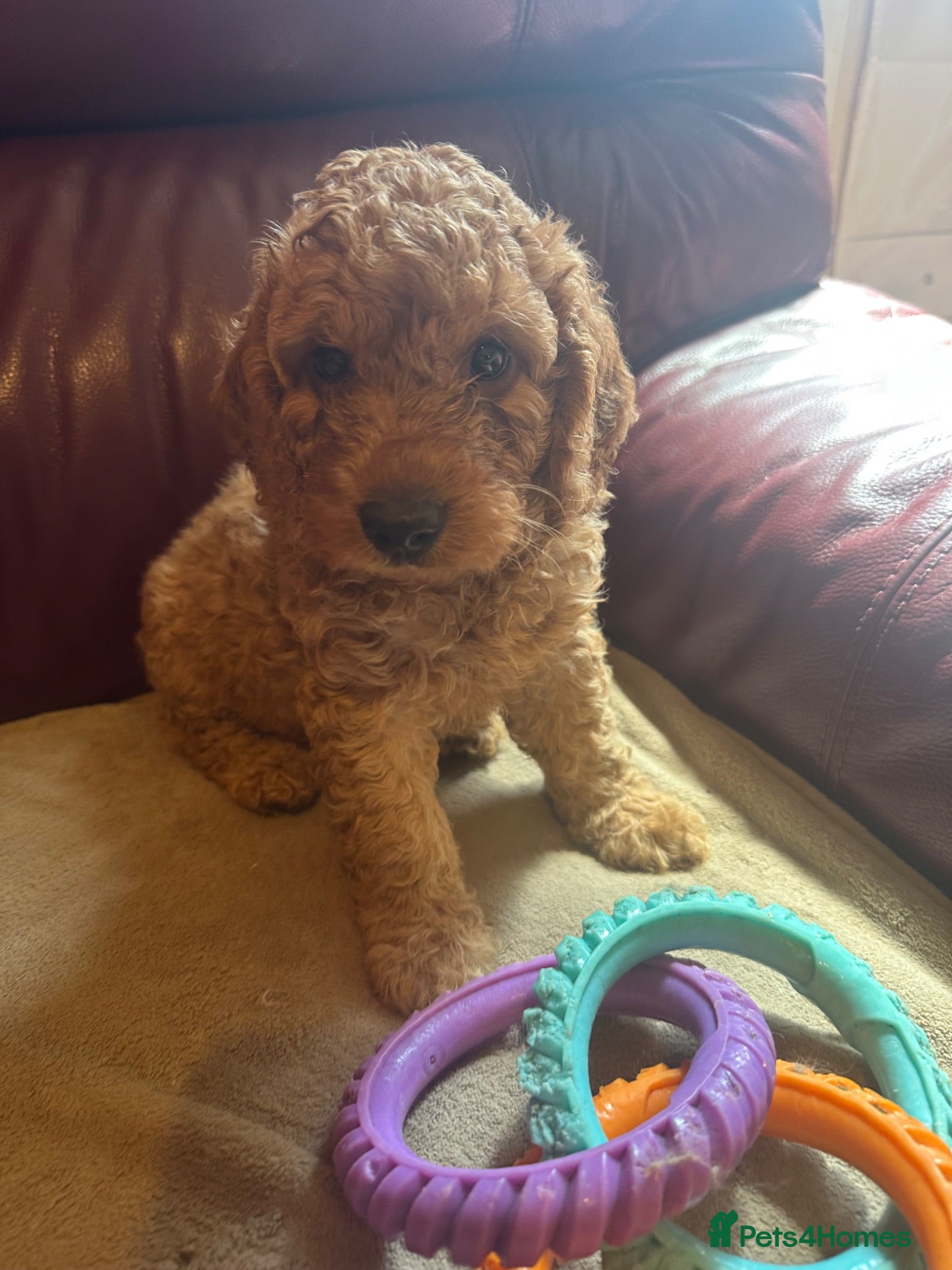 Cockapoo dogs Red Cockapoo - Advert 1
