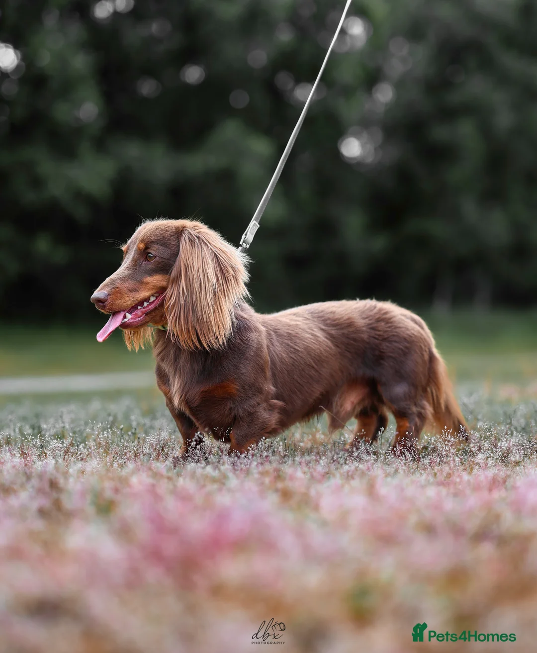 Miniature Dachshund dogs for stud: Chocolate and tan long haired stud in Bromsgrove - Advert 4