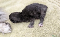 Selkirk Rex cats for sale:   💜 Selkirk Rex Kittens Ready 25th November 💜 - Image 9