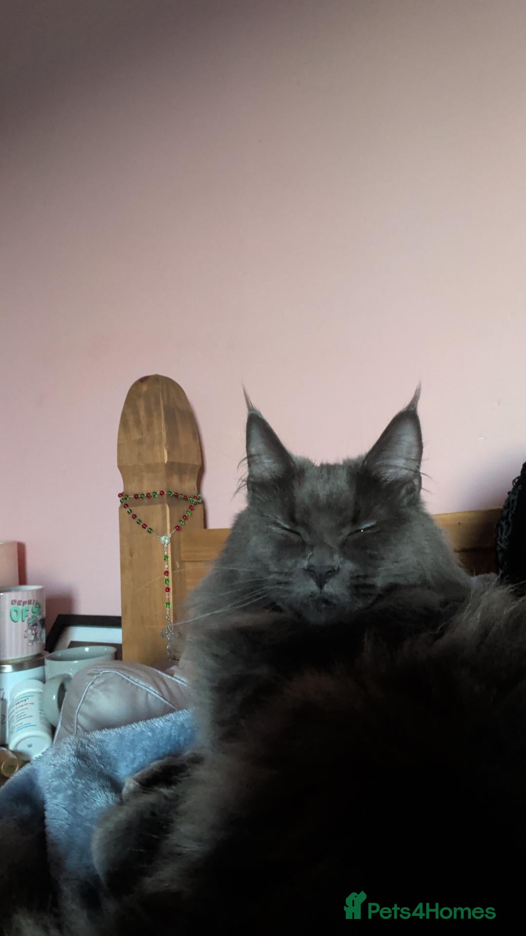 Maine Coon cats Free only to good home  - Advert 1
