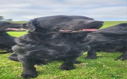 Labrador Retriever dogs for sale: Health tested black labrador male  - Image 1