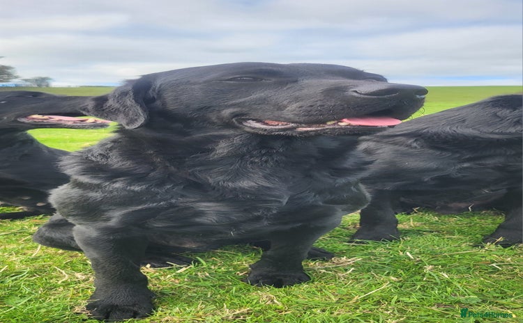 Labrador Retriever dogs - Advert 10