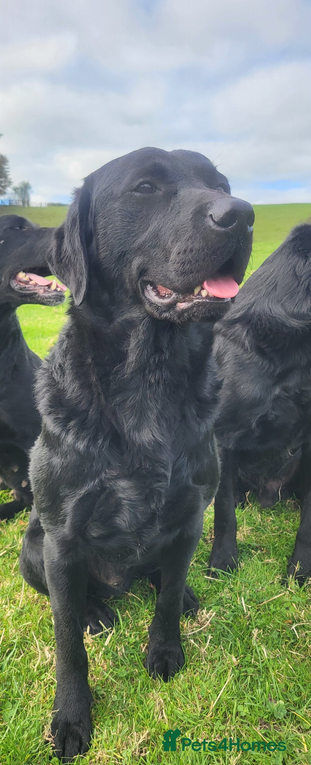 Labrador Retriever dogs for sale: Health tested black labrador male  - Image 1