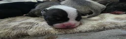 Mixed Breed dogs for sale: French bulldog x Staffordshire bull terrier - Advert 17