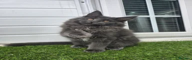 Maine Coon Kitten 4