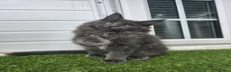 Maine Coon cats for sale: Beautiful gccf pet registered maine coon babies  - Advert 18