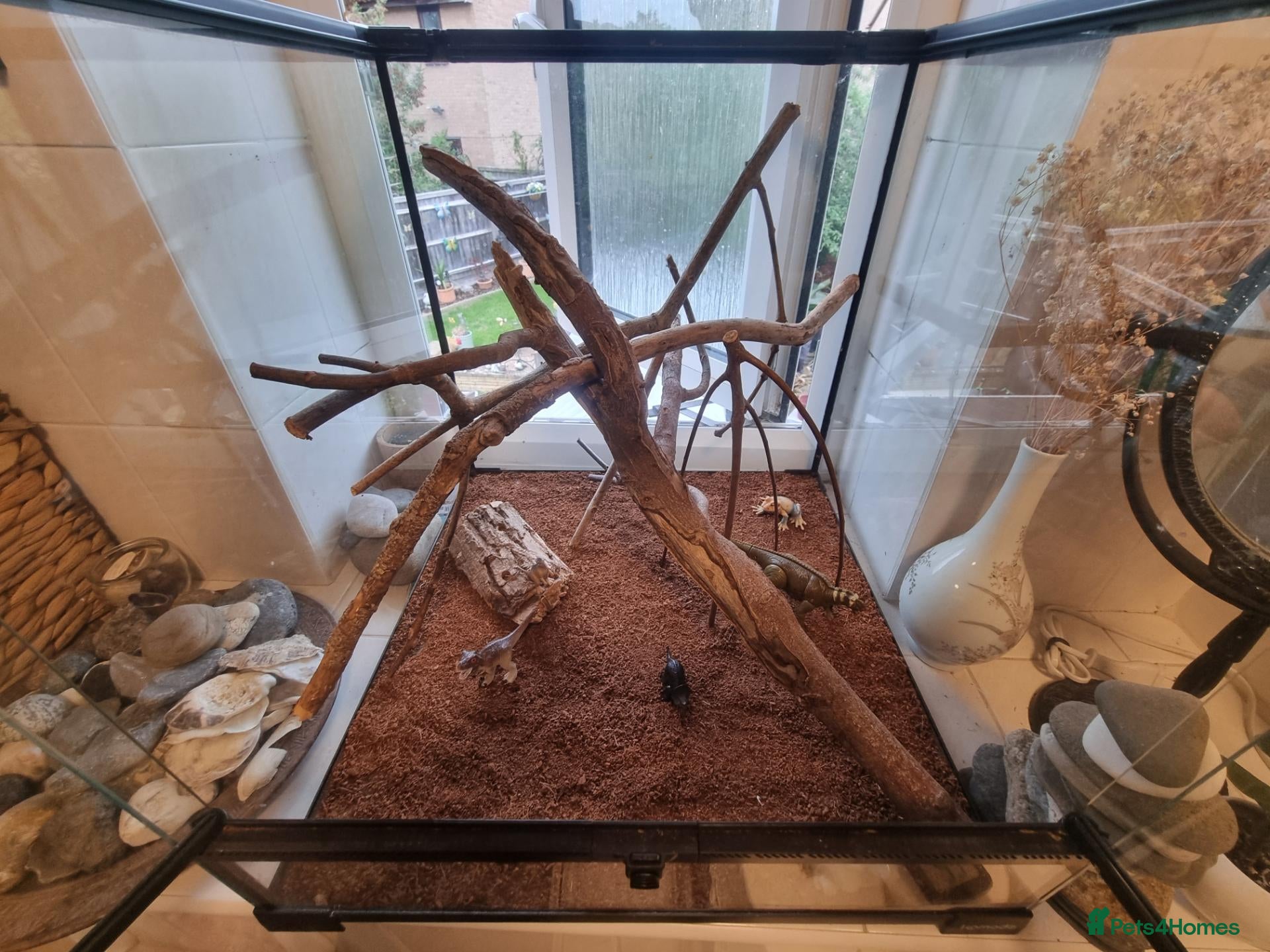 Stick Insects invertebrates Large Komodo Glass Terrarium Indian stick insects - Advert 1
