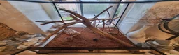 Stick Insects invertebrates for sale: Large Komodo Glass Terrarium Indian stick insects - Advert 1