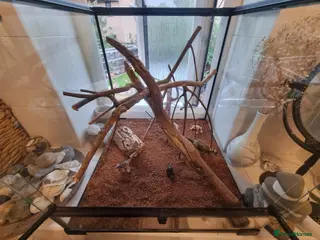 Stick Insects invertebrates Large Komodo Glass Terrarium Indian stick insects - Advert 1