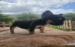 French Bulldog dogs for sale: Reduced! KC Fluffy  French Bulldog READY TO GO! - Image 12