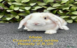 Mini Lop rabbits for sale: Beautiful baby mini lop rabbits - Image 4