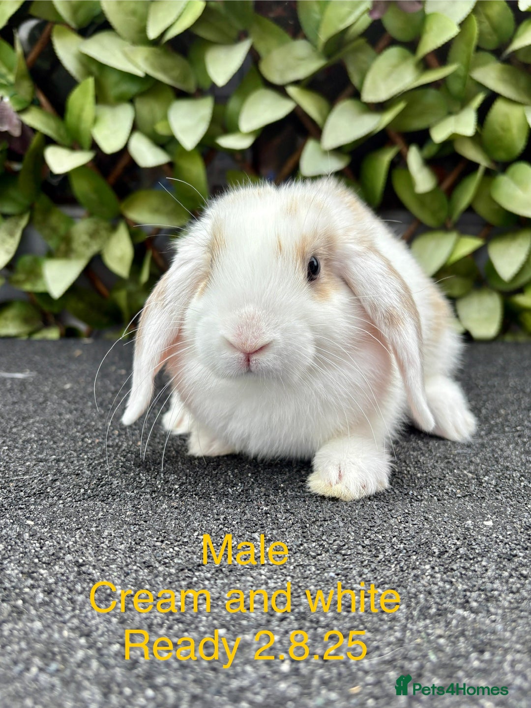 Mini Lop rabbits for sale: Beautiful baby mini lop rabbits - Image 4