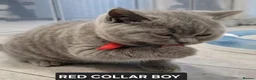British Shorthair cats for sale: British shorthair kittens - champion bloodlines  - Advert 10