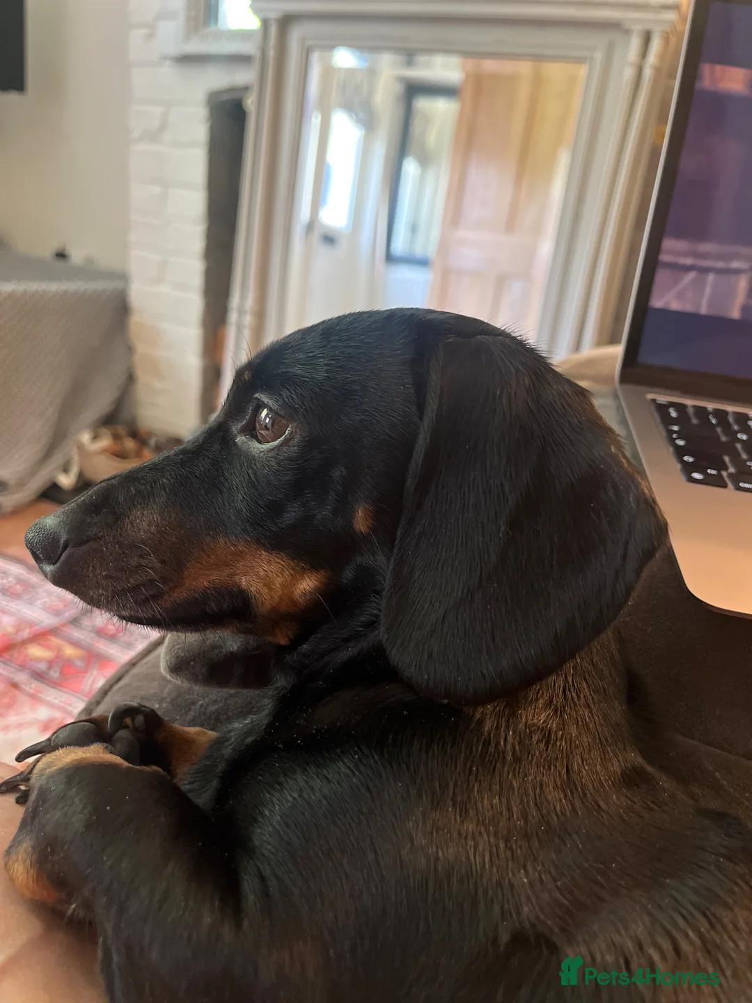 Dachshund dogs for sale: A Beautiful Female Dachshund Puppy - Advert 8
