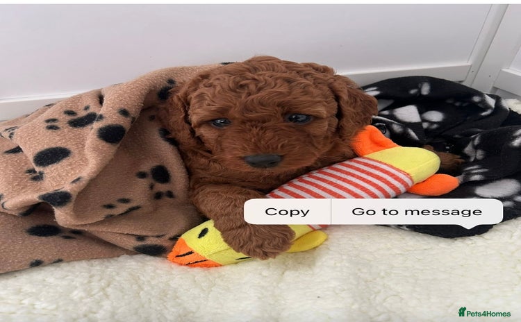 Labradoodle dogs - Advert 1