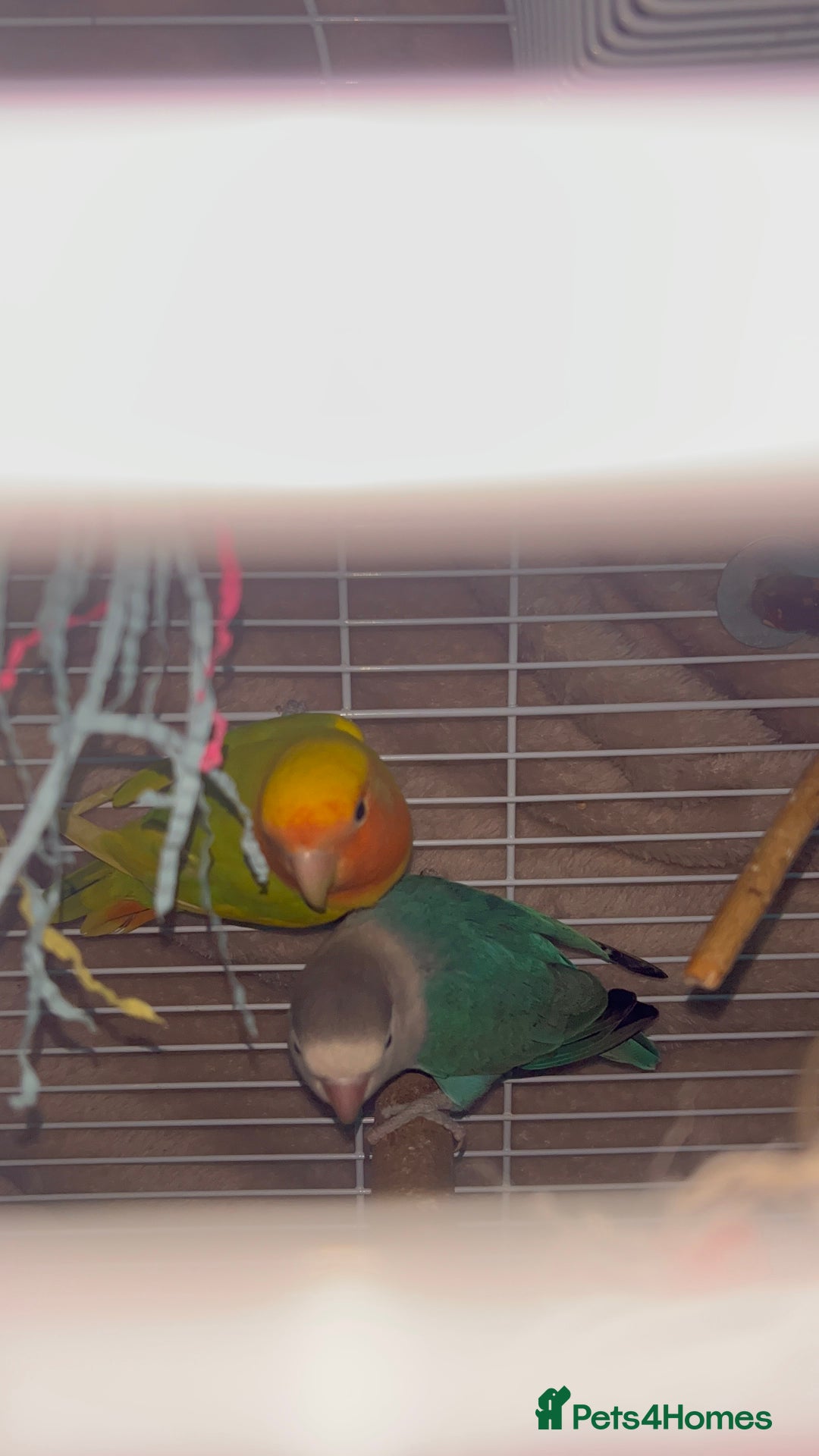 Lovebirds birds for sale: 2 Bonded Lovebirds For sale. NEED GONE❤️ - Advert 8