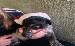 Sprocker dogs for sale: 7 beautiful sprockers for sale  - Advert 3