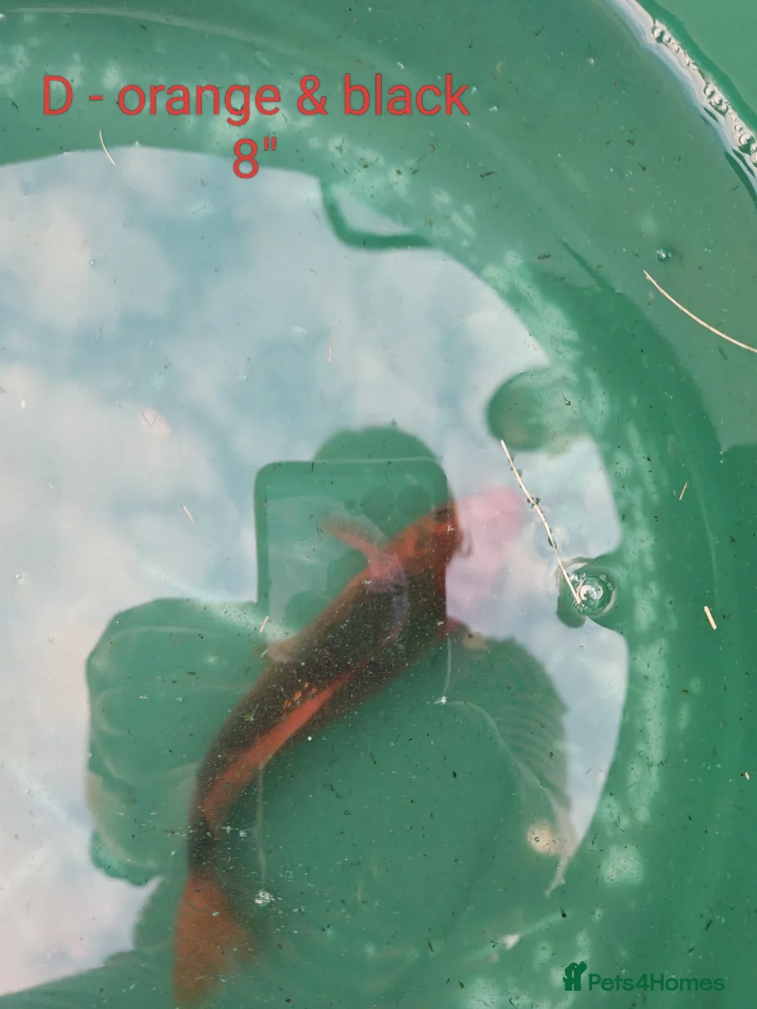 Koi Carp fish for sale: Koi carp and other pond fish  - Advert 2