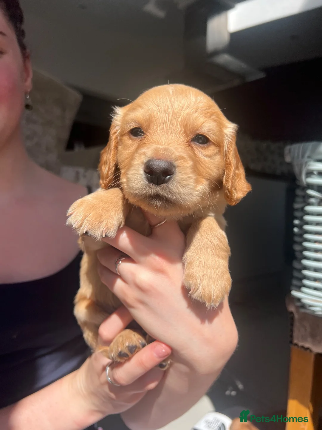 Cocker Spaniel dogs for sale: Cocker Spaniel  in Taunton - Advert 2