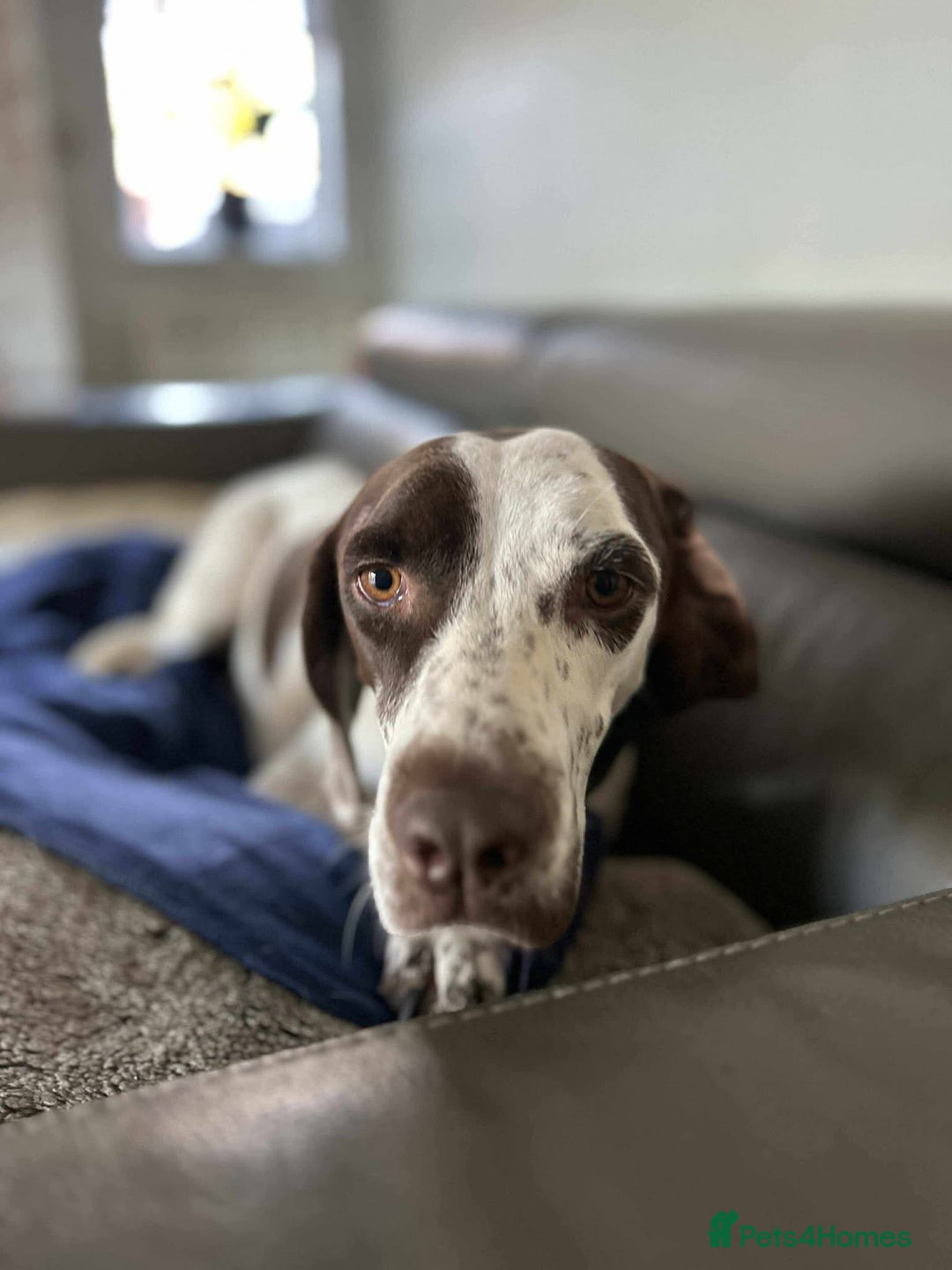 Mixed Breed dogs for adoption: Nitsa shy pointer cross girl  - Advert 11
