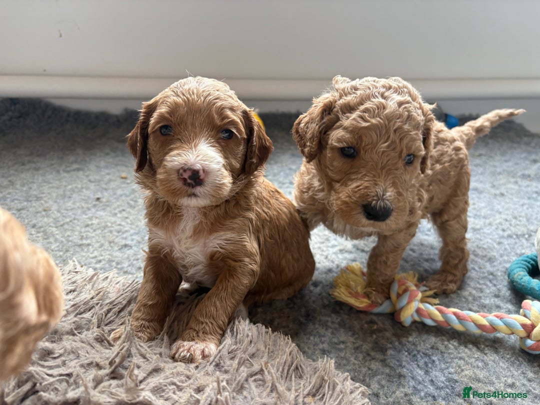 Goldendoodle dogs for sale: 🐶🐾🐶AUSTRALIAN DOUBLE DOODLE PUPPIES🐶🐾🐶 - Image 11