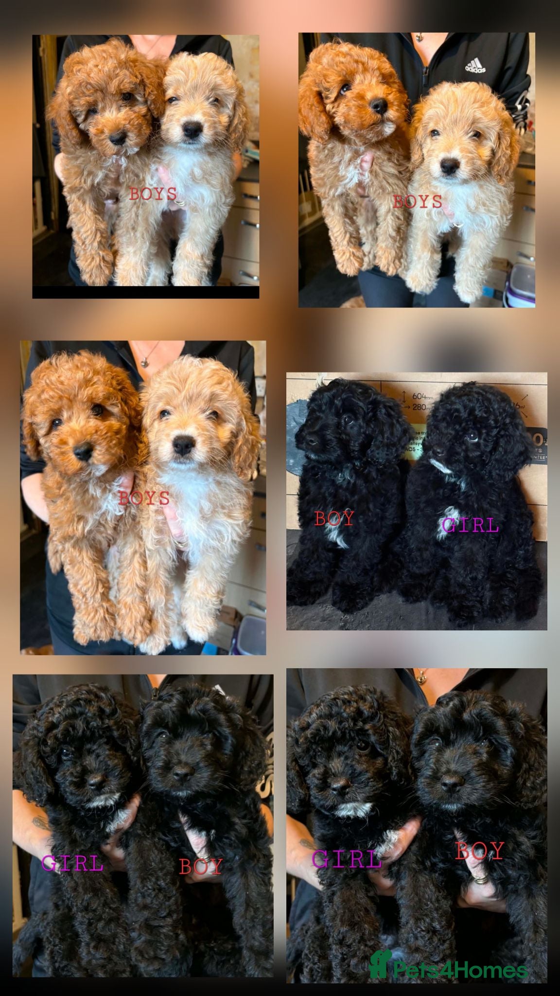 Mixed Breed dogs READY TO LEAVE!!PRICE REDUCED!! - Advert 9