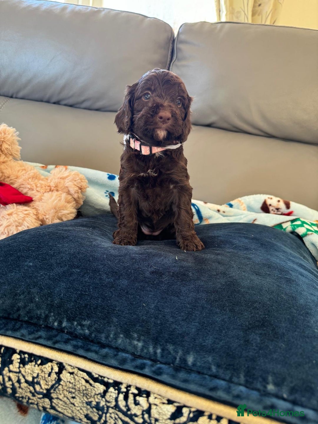 Cockapoo dogs for sale: Exceptional F1 Cockapoo puppies  - Advert 28