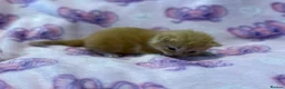Mixed Breed cats for sale: Frankie’s Kittens Ready 20th August - Advert 8