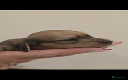 Miniature Dachshund dogs for sale: Champion line creams  - Advert 4