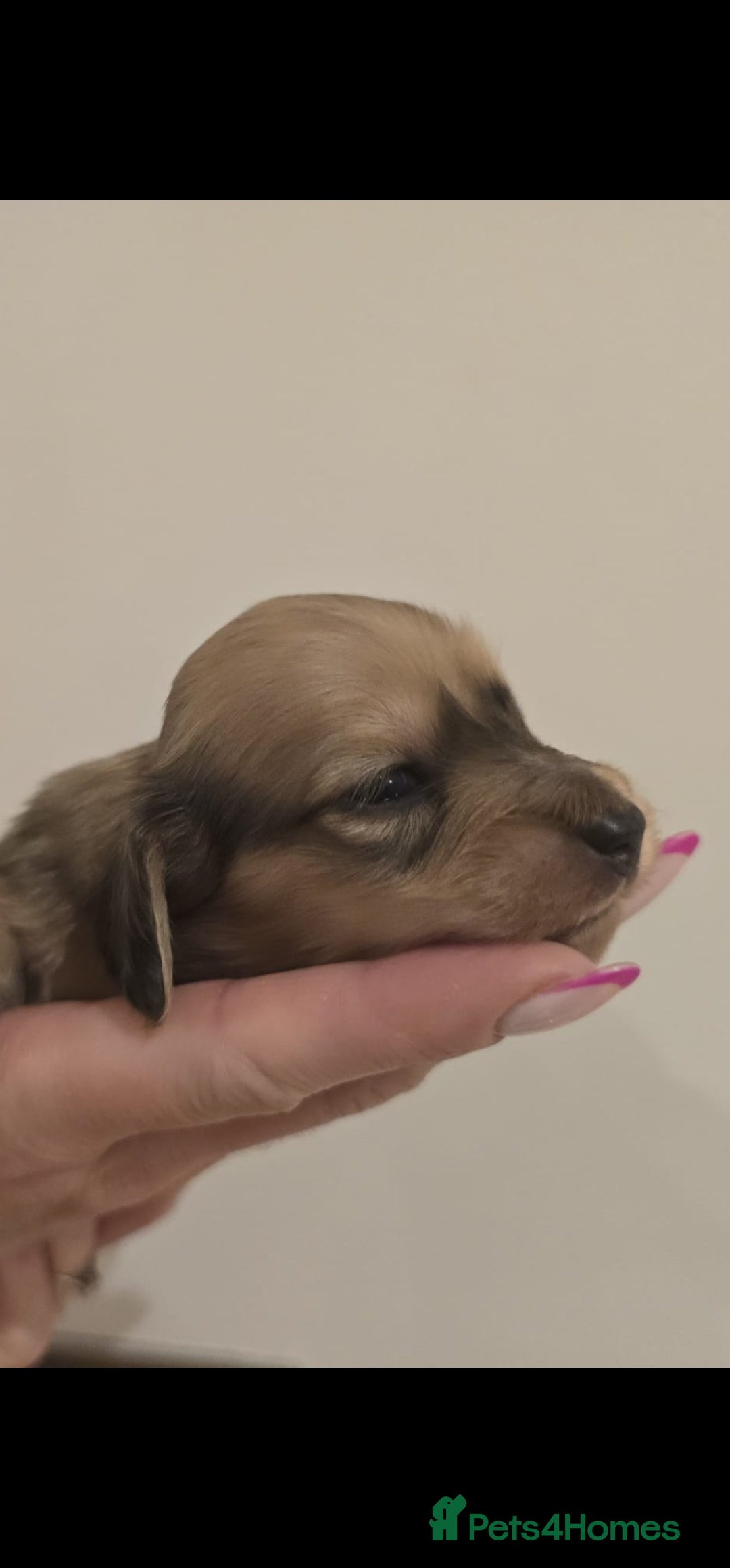 Miniature Dachshund dogs for sale: Champion line creams  - Advert 4