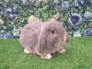 Mini Lop rabbits Mini lop babies ready 18th December - Advert 10