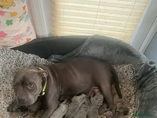 Staffordshire Bull Terrier dogs KC registered blue staff puppies - Advert 1