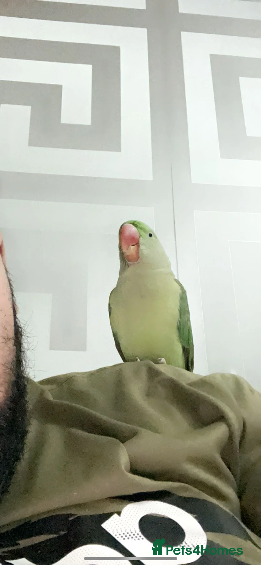 Parrots birds for sale: Alexandrine parrot - Advert 3