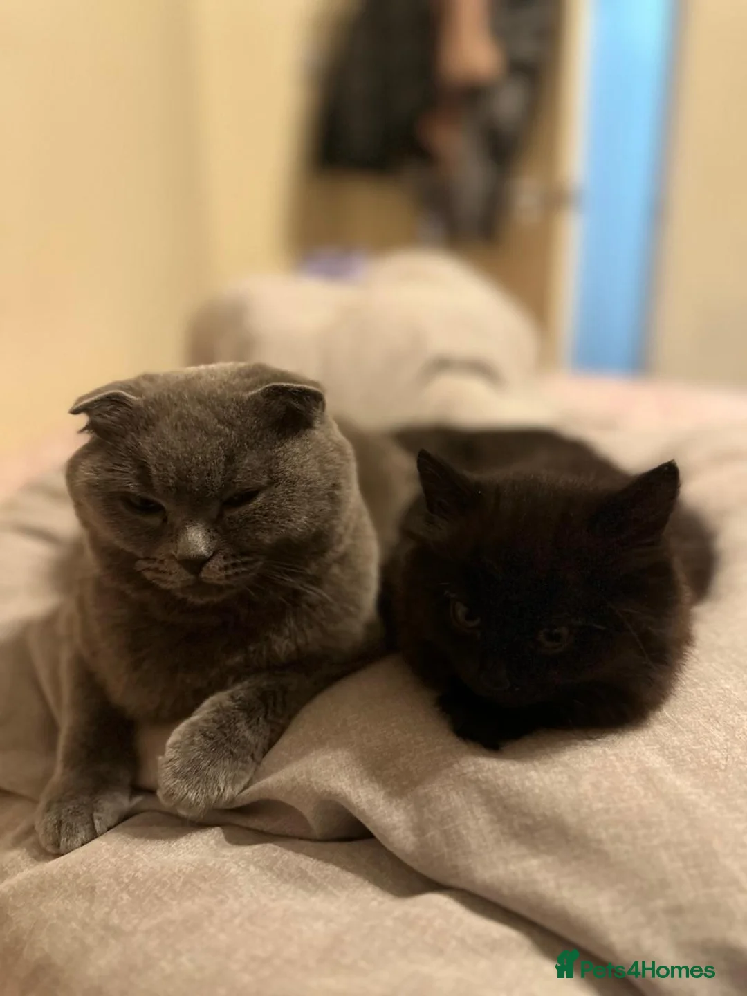 Scottish Fold cats for sale: Black scottish fold kitten for sale - Advert 3